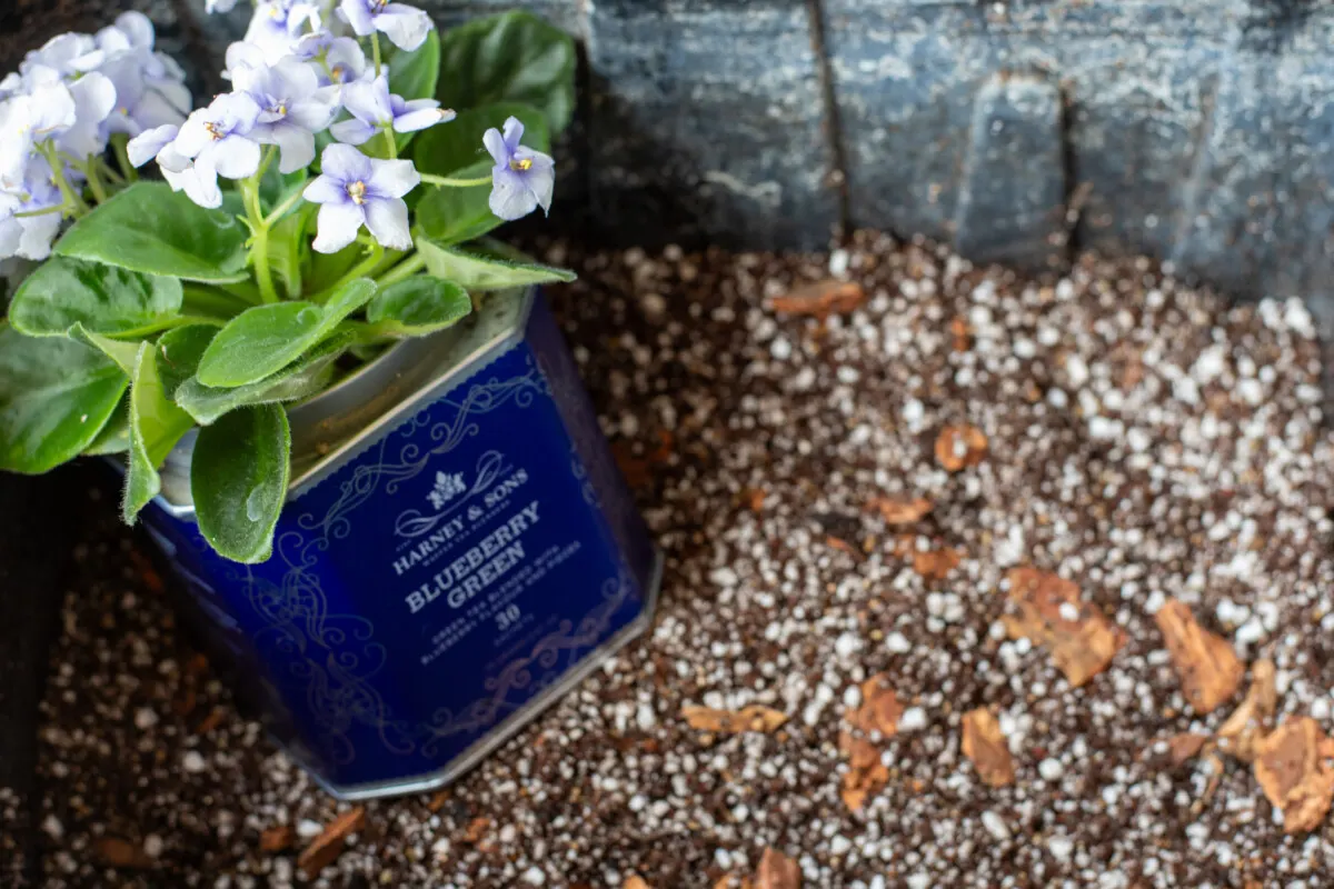 Potted African violet sitting in a container of potting media