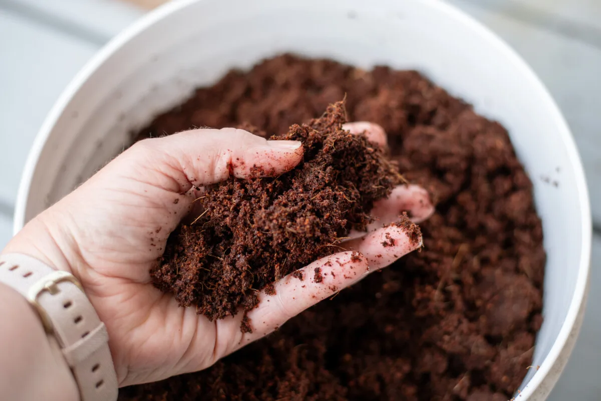 Woman's hand holding coconut coir