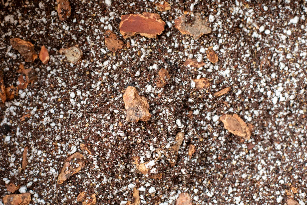 epiphyte potting mix