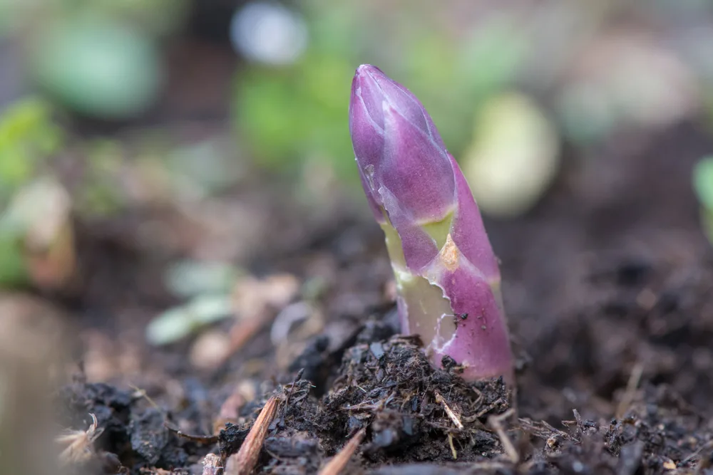 Asparagus spear shooting through soil in spring