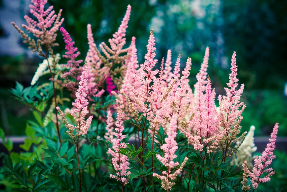 Light pink astilbe flowers