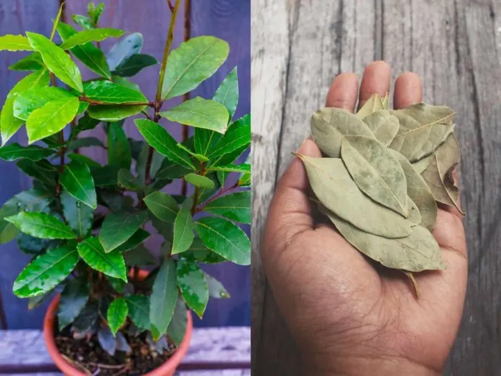 How To Grow & Care For A Bay Tree & Bay Leaf Uses