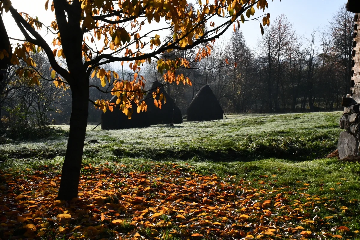 Rustic fall scene.