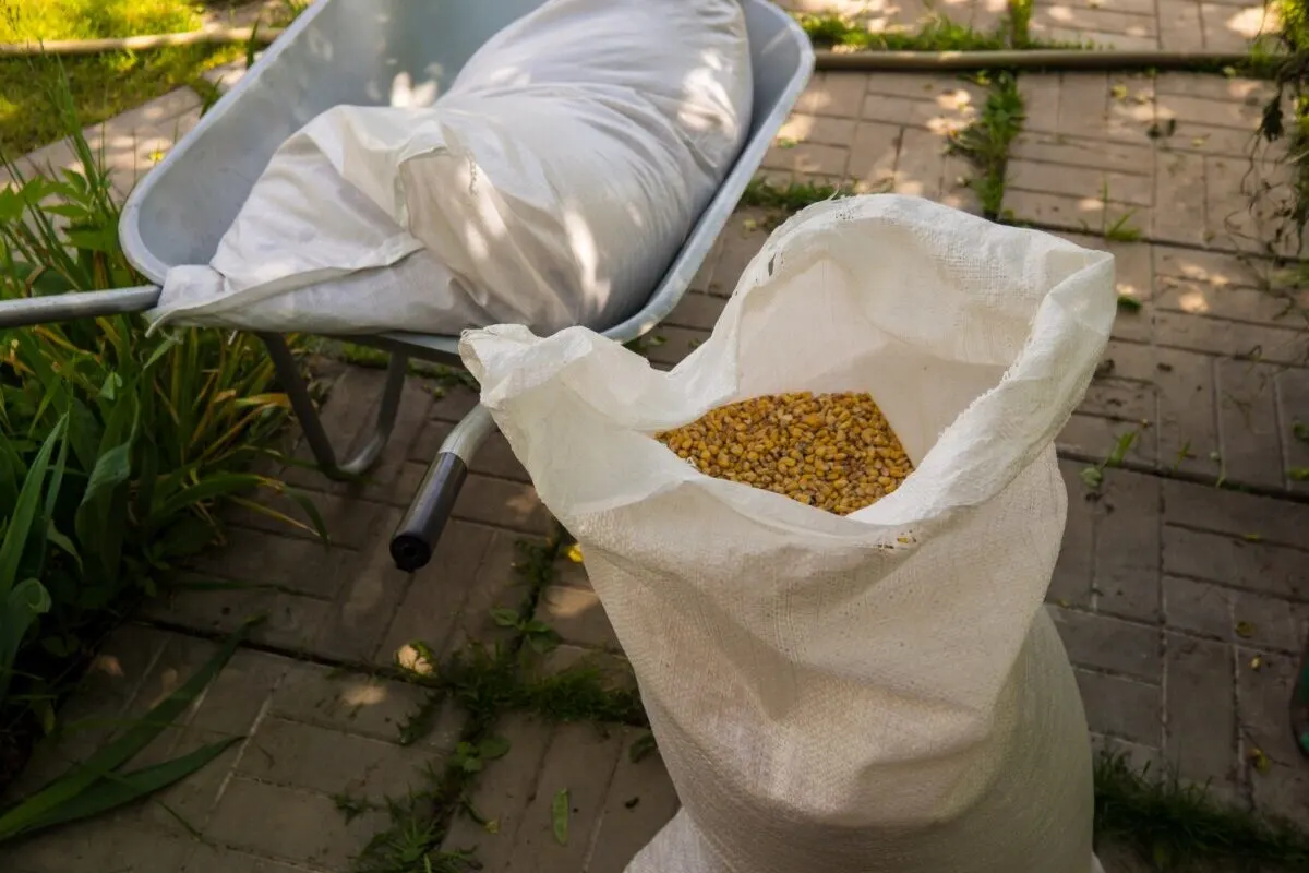 Open bag of chicken feed, one bag in wheelbarrow