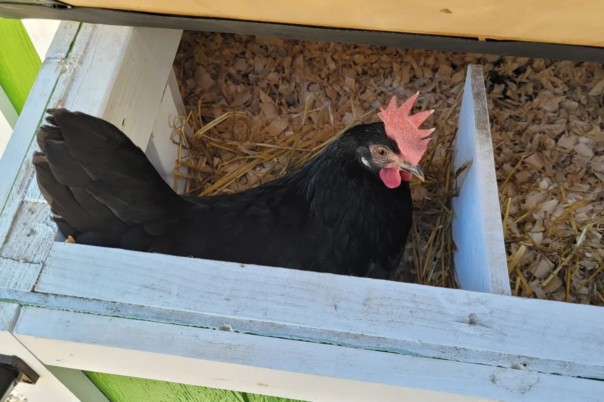 Chicken in nextbox?