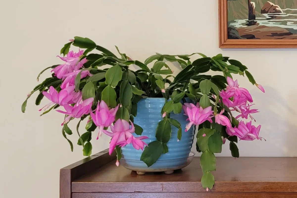 Christmas cactus in bloom