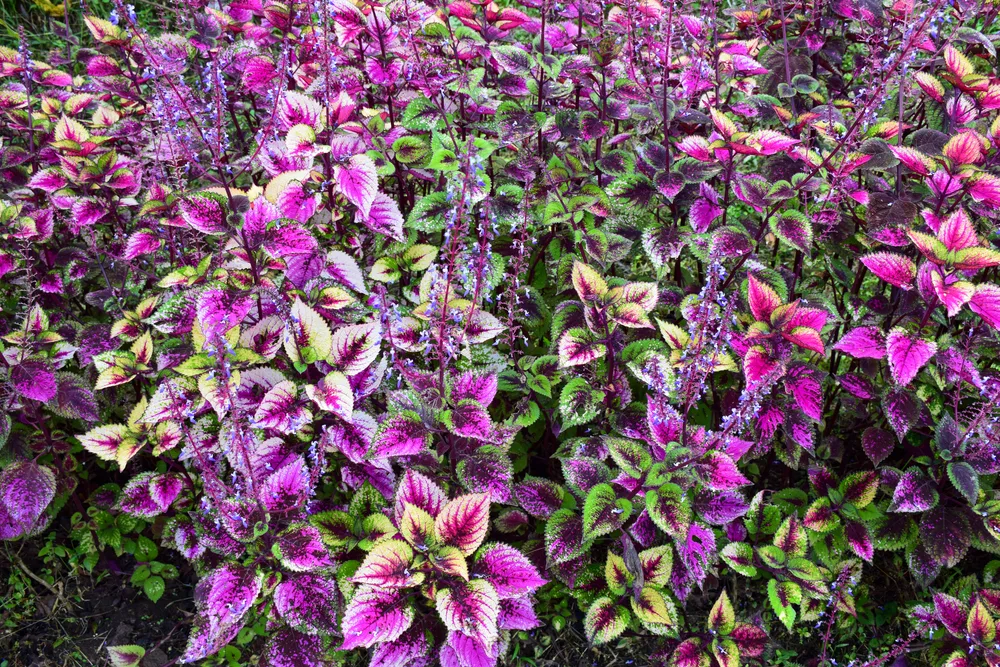 A vibrant border of coleus plants
