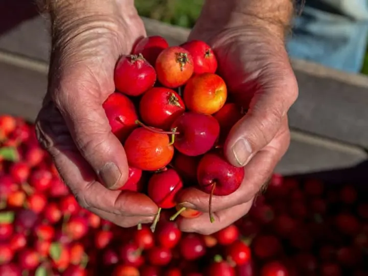 15 Delicious Crabapple Recipes To Use Up Every Apple On Your Tree