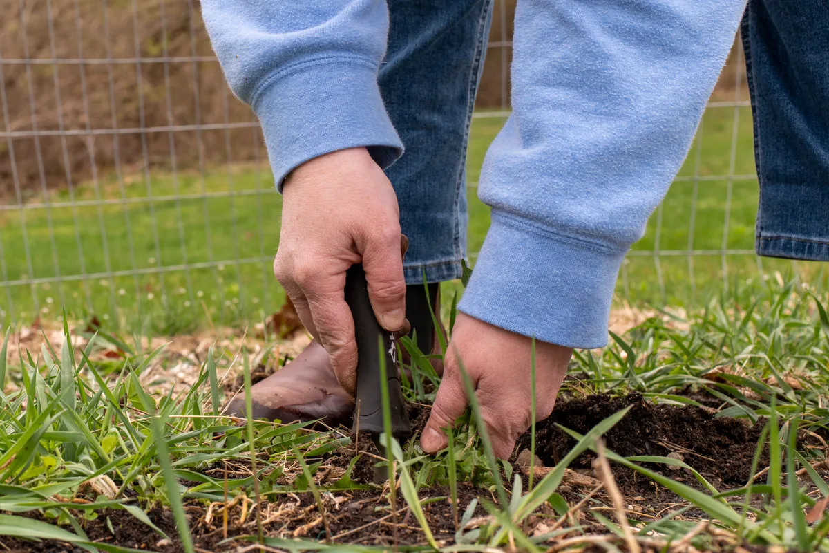 Woman's hands weeding dandelions
