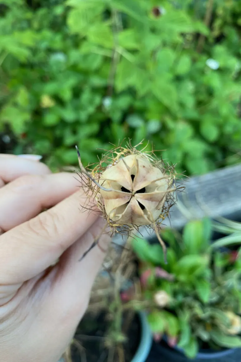 close up of seed head