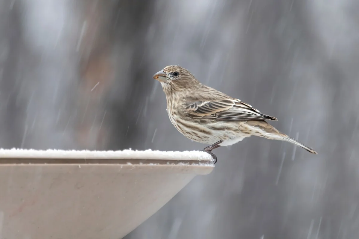 Bird on the edge of a heated bird bath