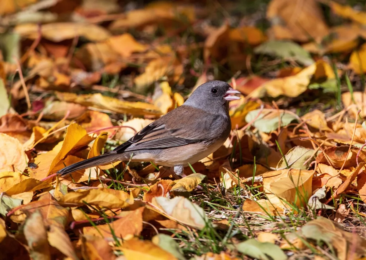 Junko standing among fall leaves