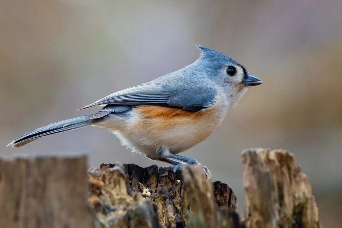 Titmouse