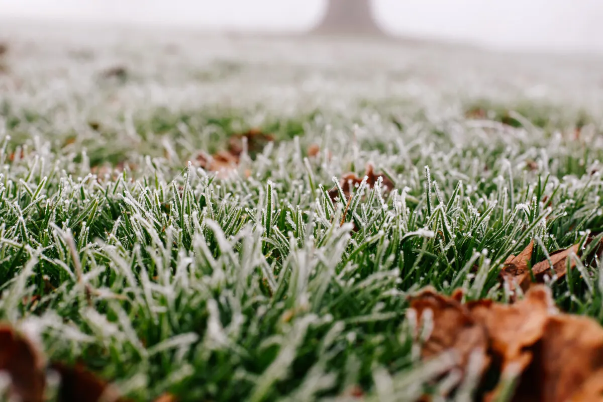 Frosty grass in the morning