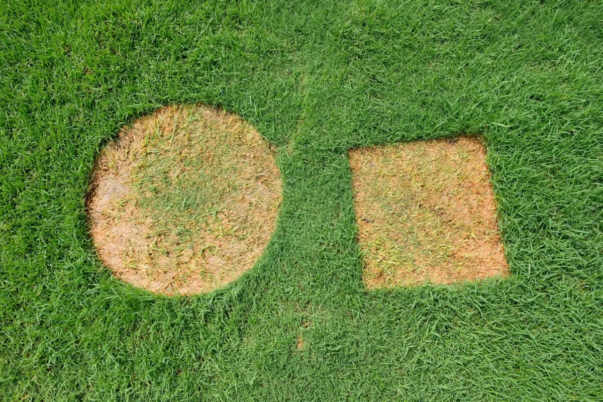 Two bares spots on the lawn