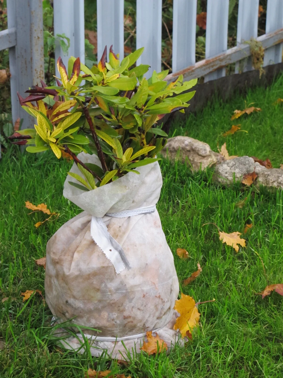 Rhododendrun wrapped and insulated for winter.
