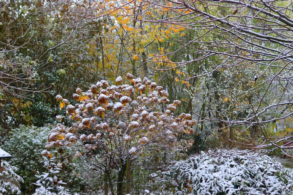 Garden shrubs with light dusting of snow.