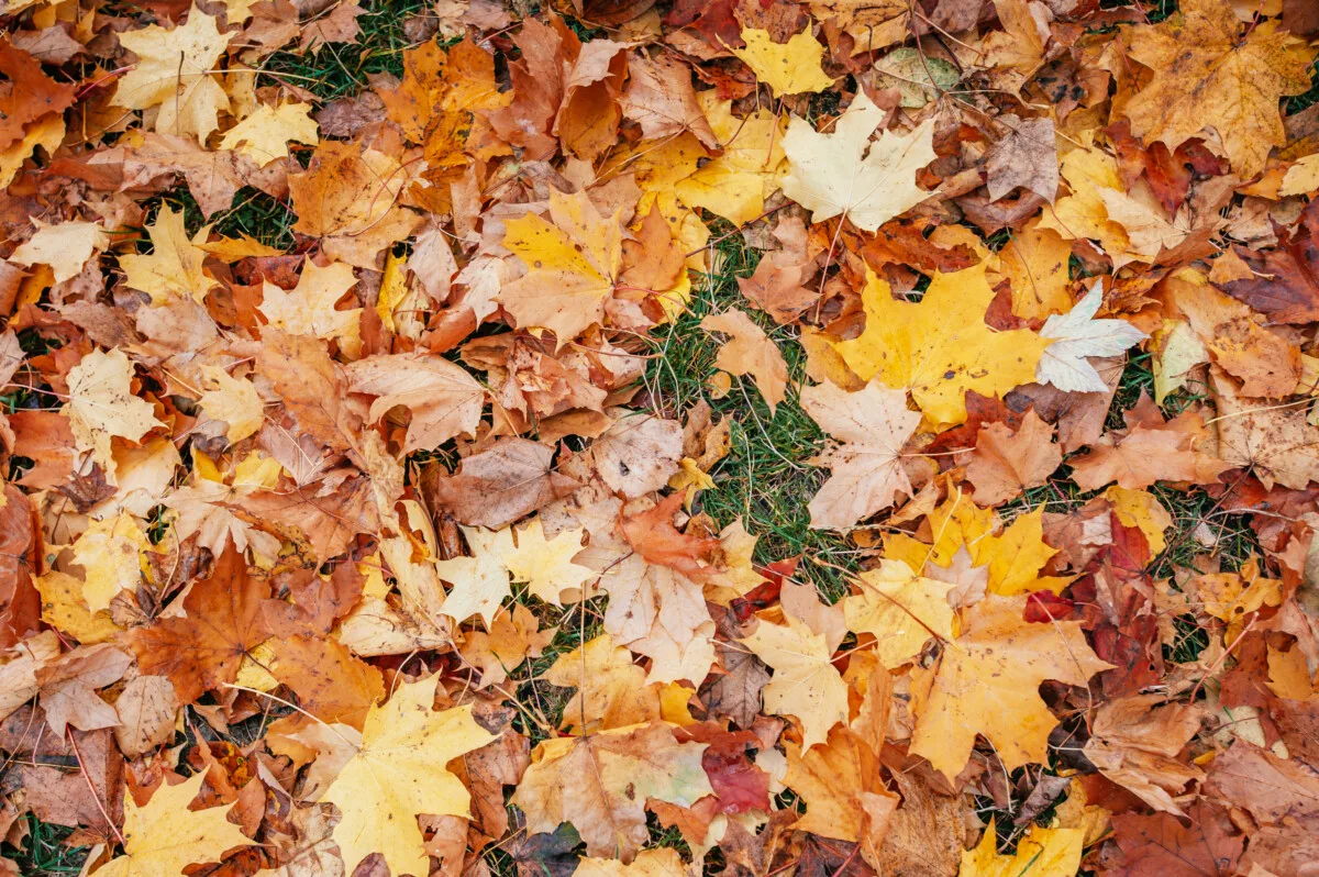 Leaves covering yard.