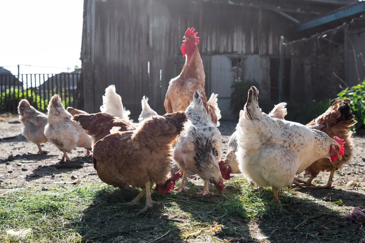 chickens eating fresh fodder