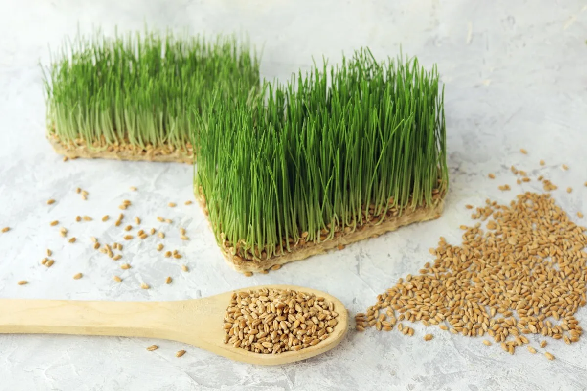 Mats of fodder, grains on a wooden spoon
