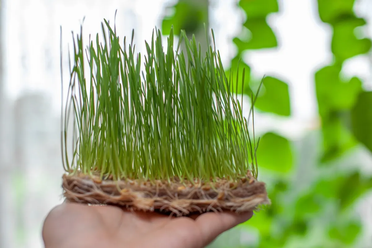 Hand holding a mat of germinated wheat