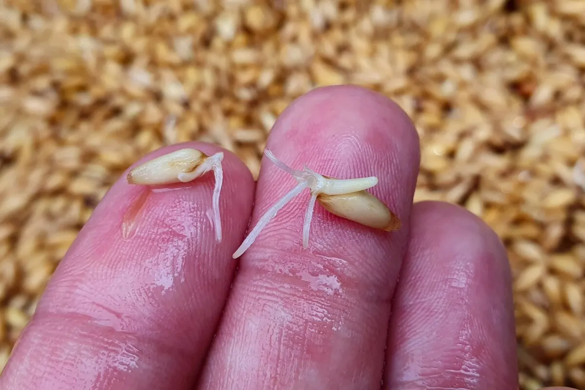 germinated wheat berries