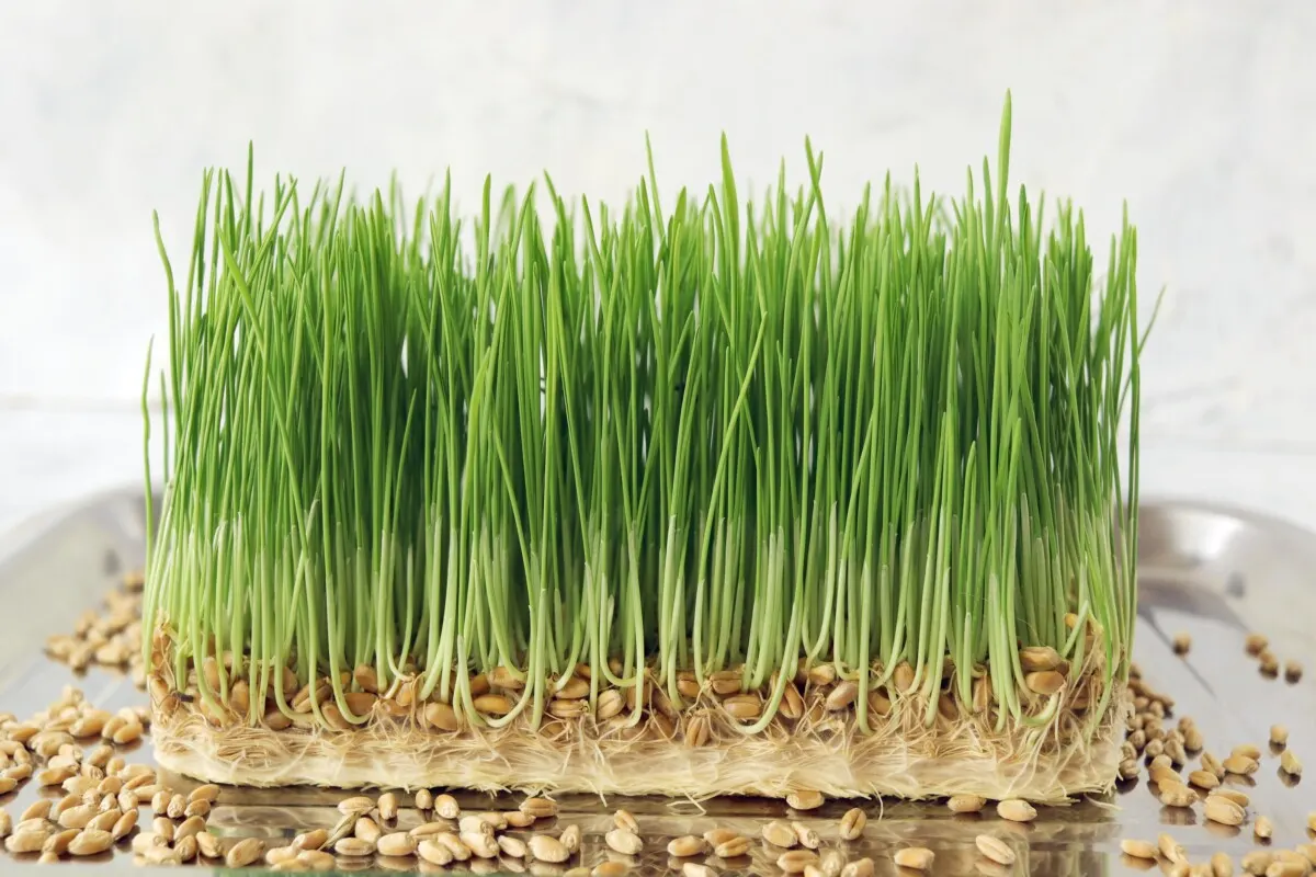 Wheat grass