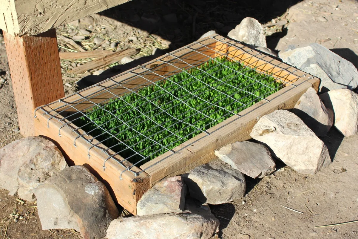 Outdoor fodder growing station