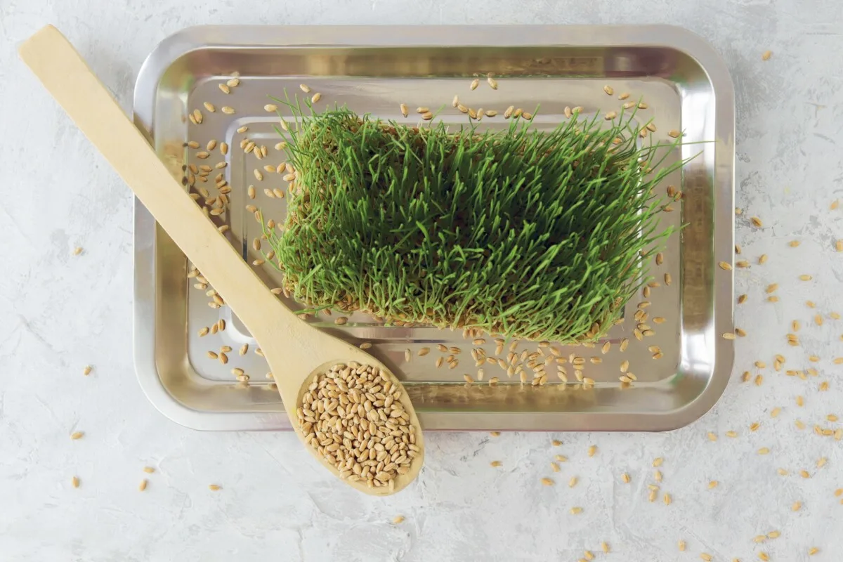 Tray with a mat of fodder on it