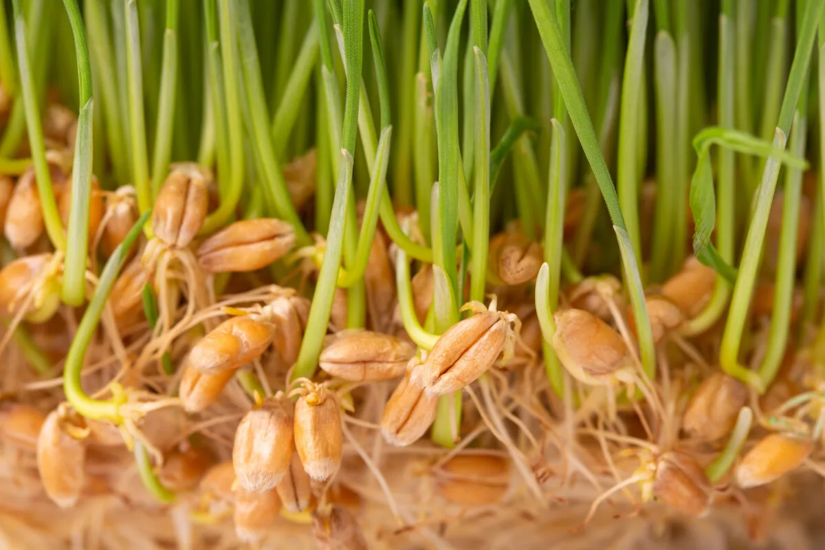 Germinated wheat