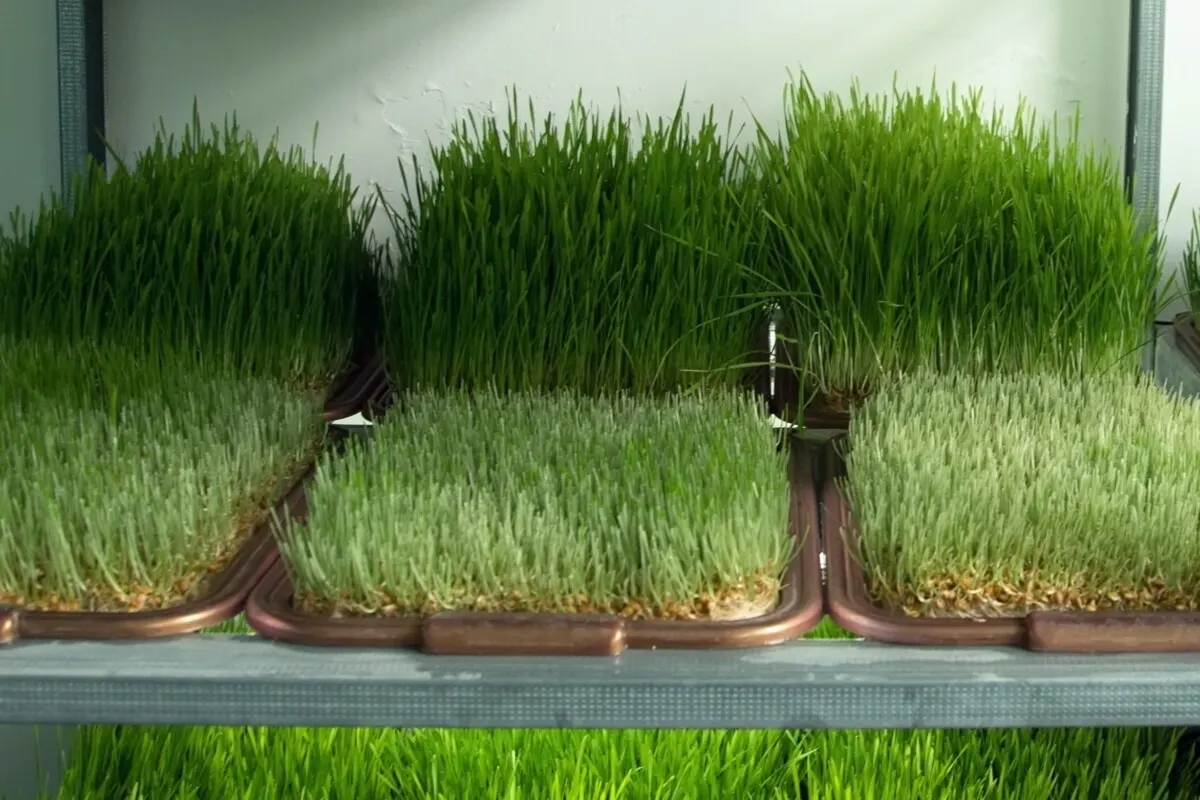 pads of fodder