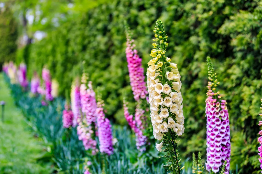 Flowering foxglove in a shady border