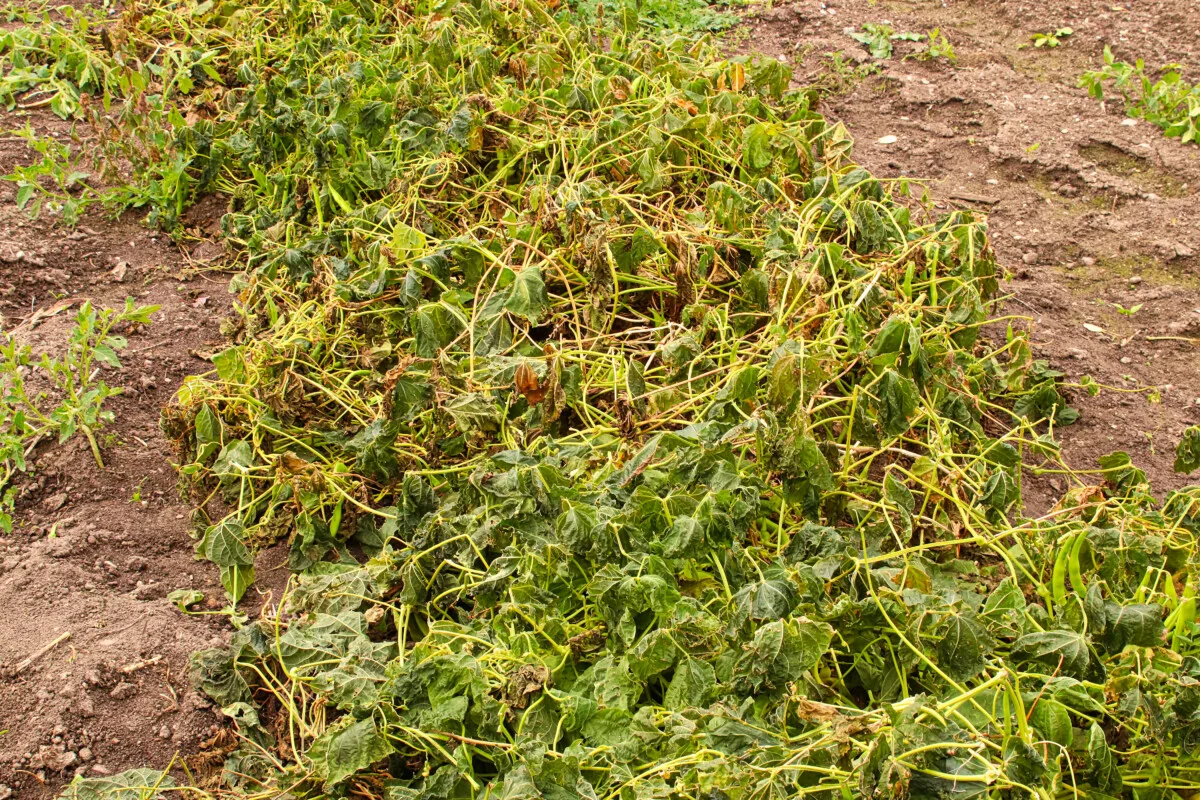 Green bean plants knocked down by frost.