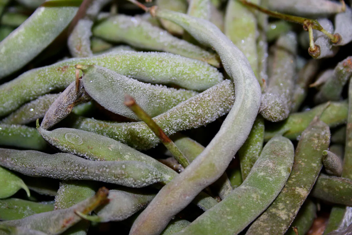 Fava beans covered in frost.