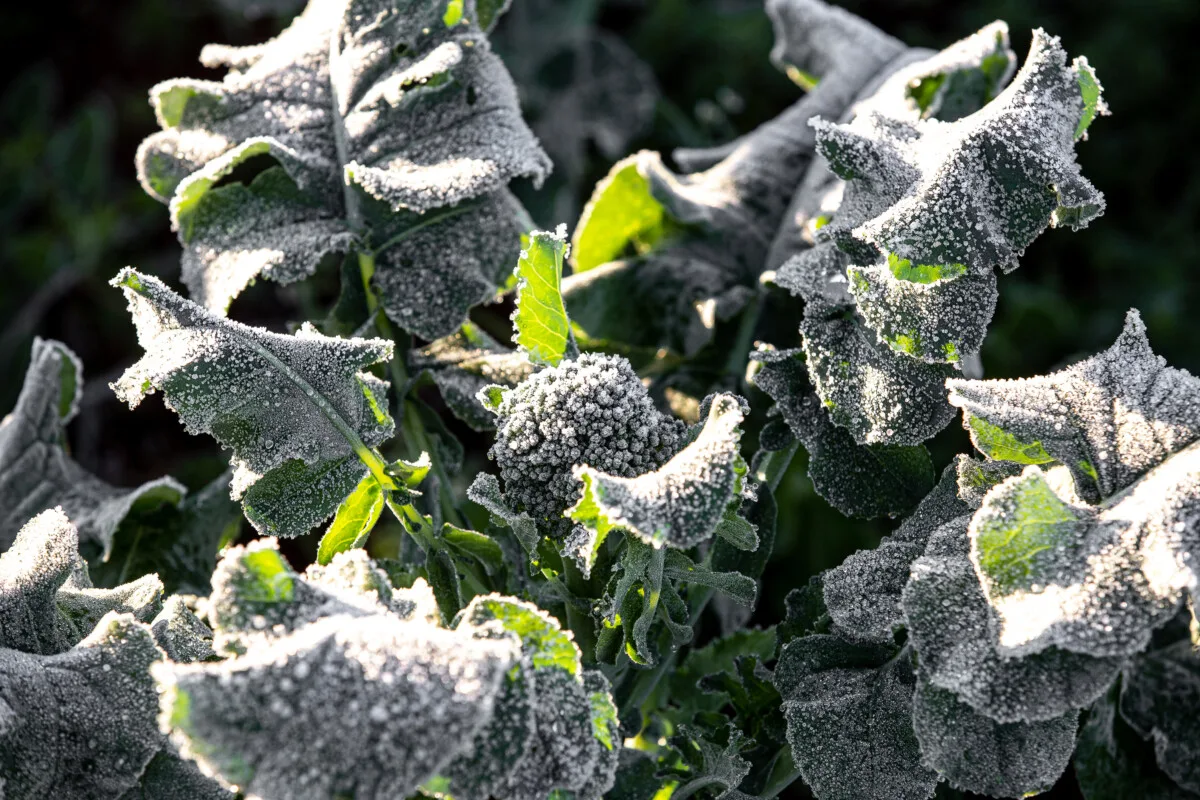 Broccoli covered in frost.
