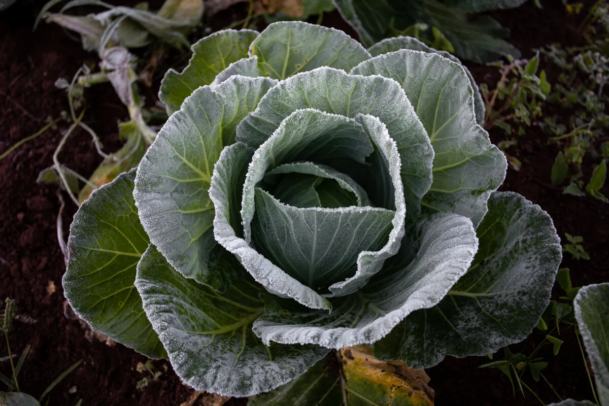 Frost-kissed cabbage.