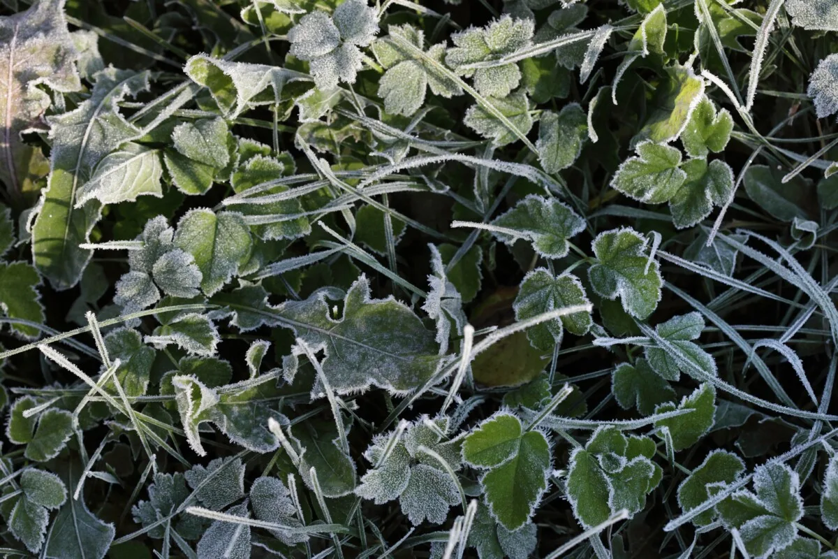 frosty grass