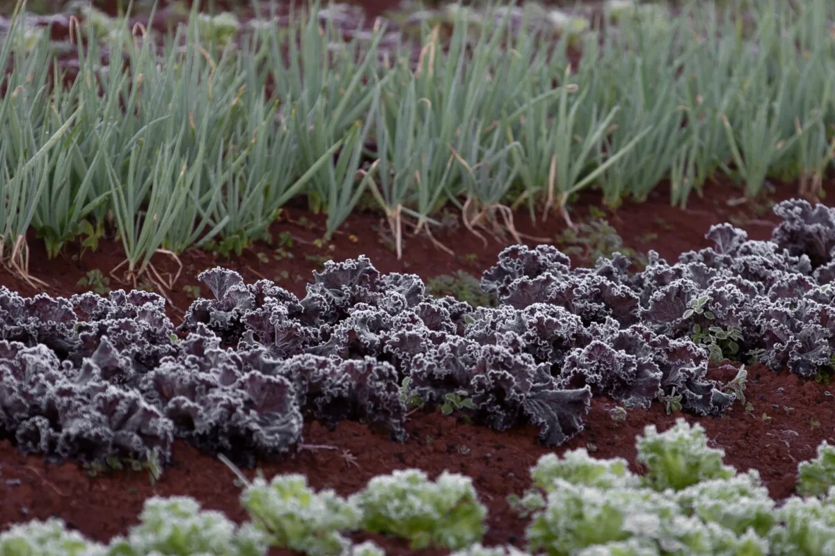 Red and green lettuces and onions.