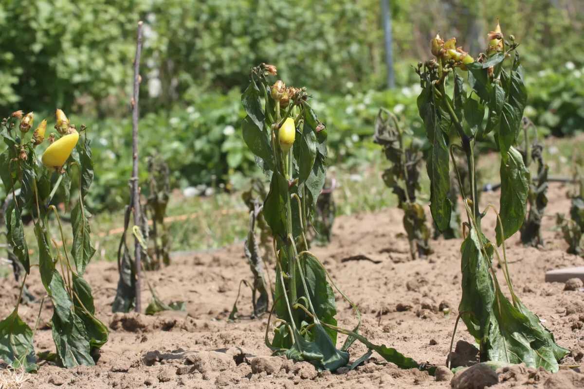 Pepper plants