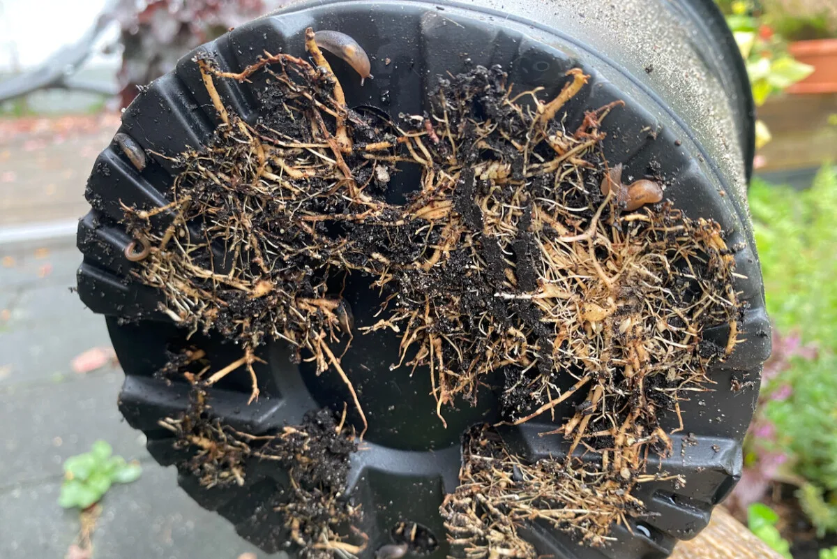Bottom of pot with roots growing out the bottom and several slugs attached to it.