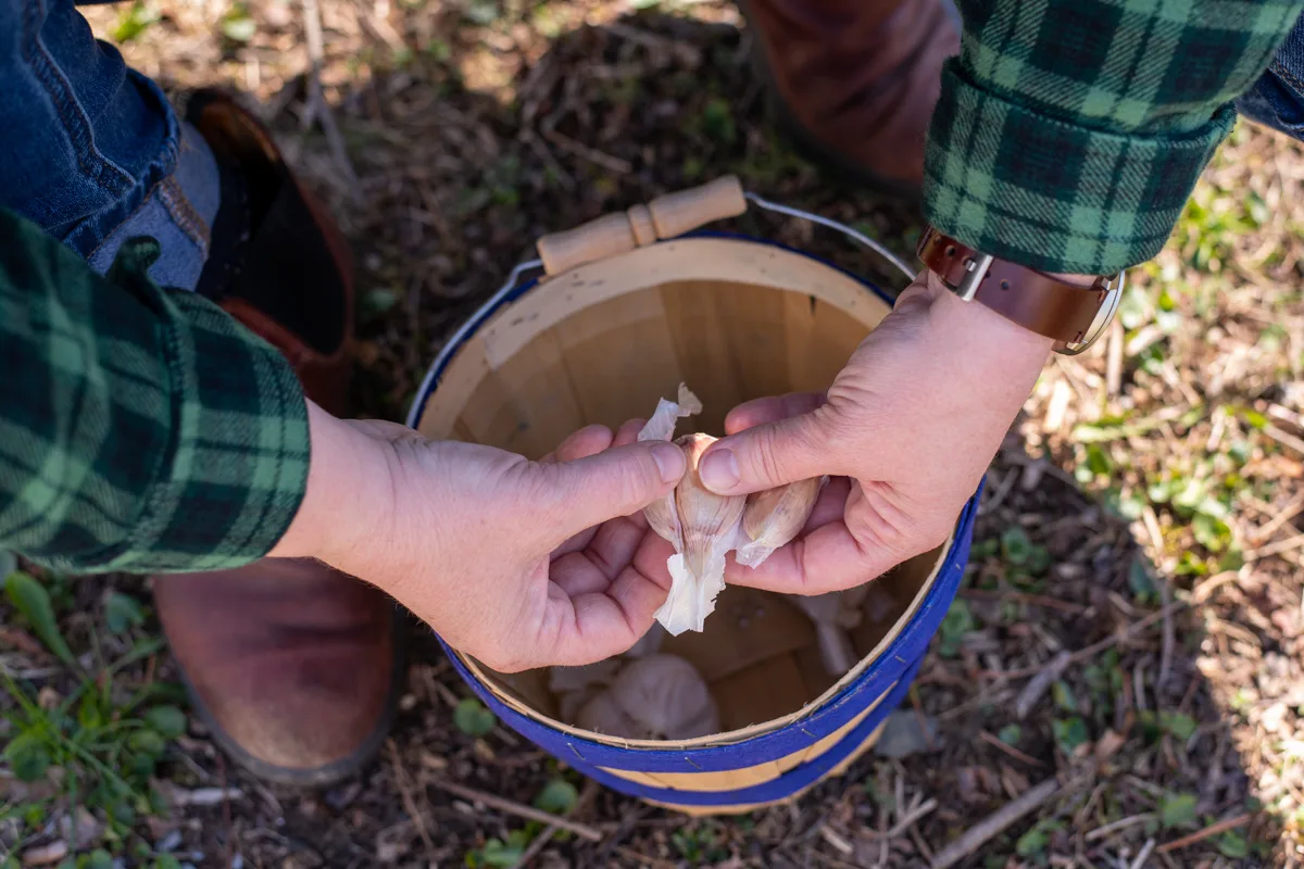 Woman's hands breaking garlic bulbs