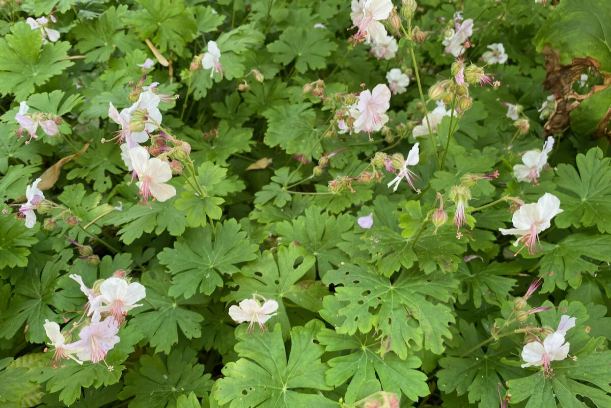 Geraniums with light pink blooms.