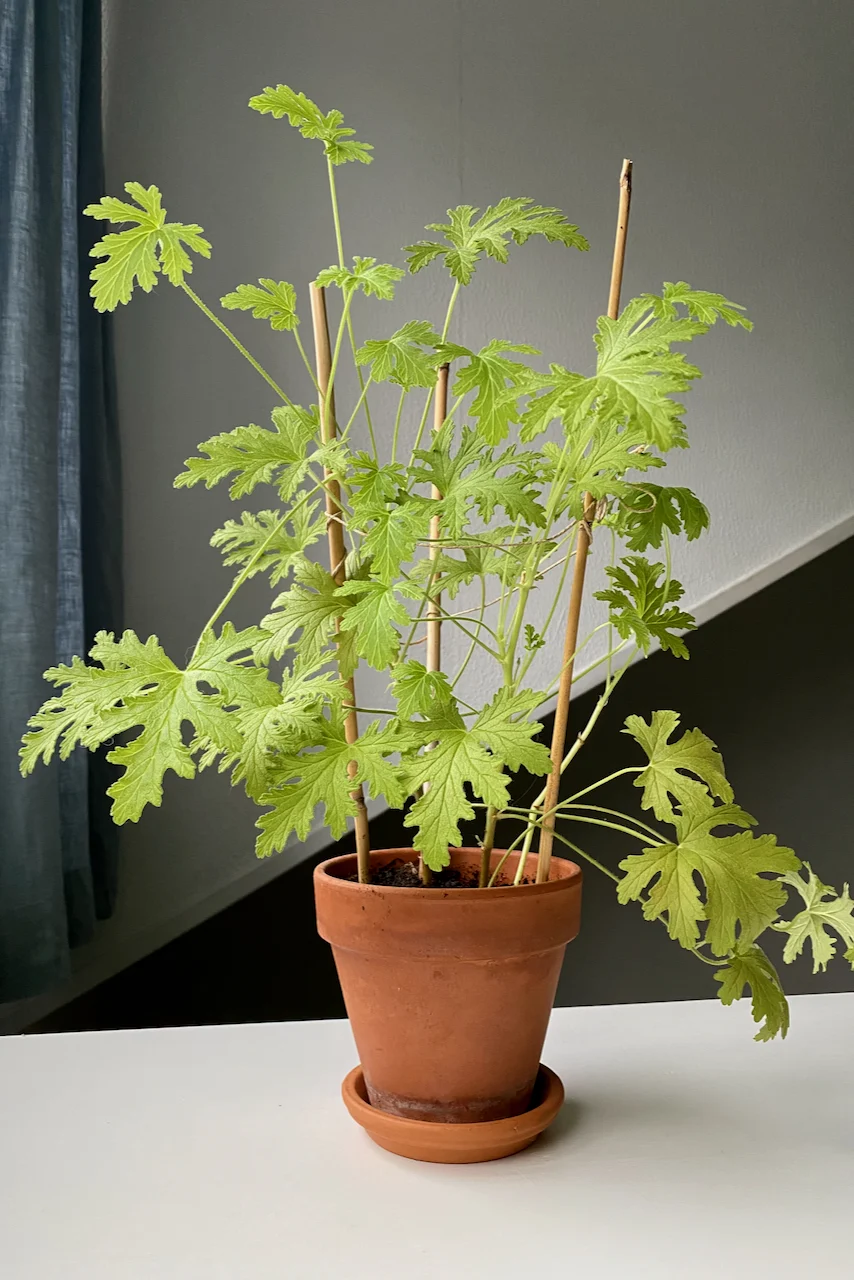 Potted geranium grown as a houseplant.