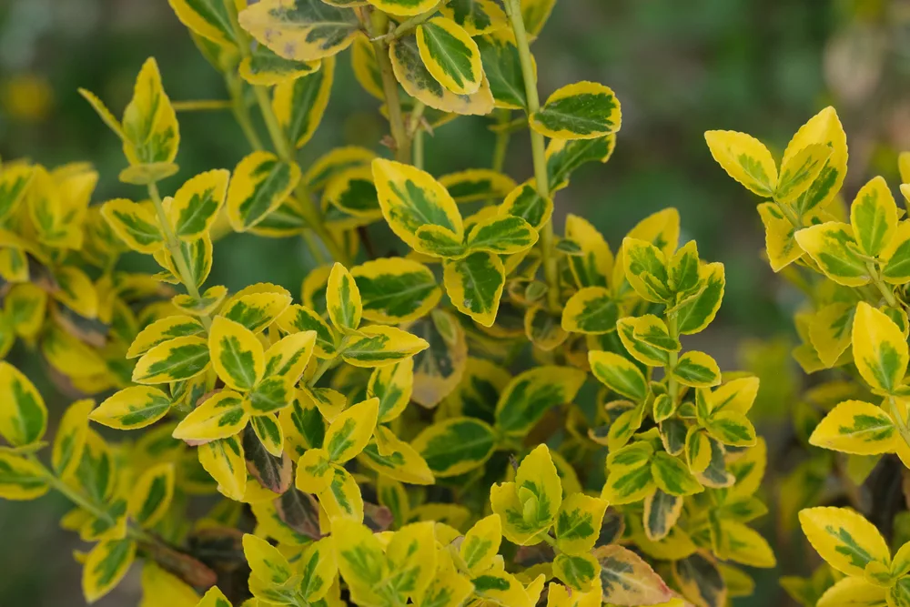 Golden Euonymus in shade