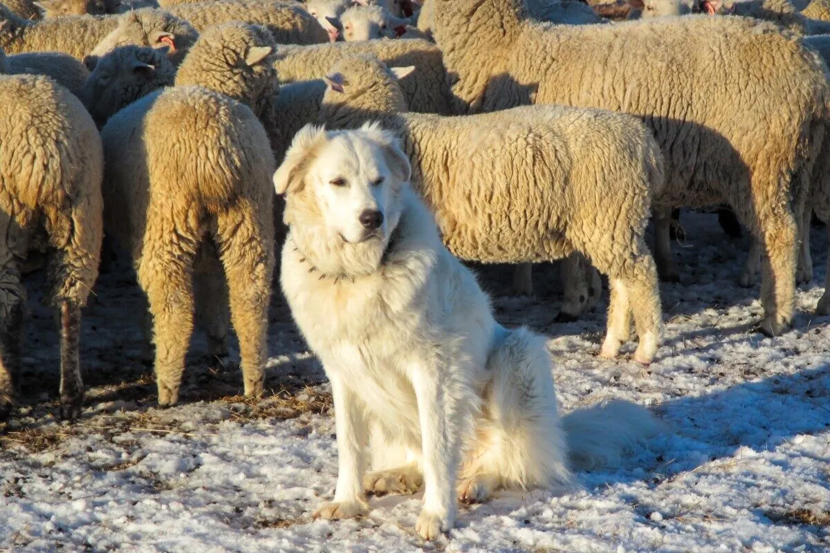 Great pyrenees guarding sheep