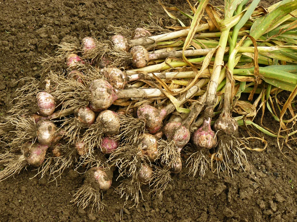 Freshly harvested garlic bulbs