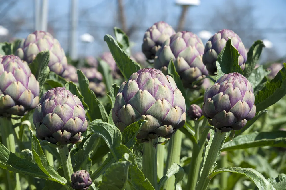 Globe artichoke field