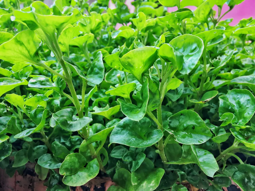 Growing watercress
