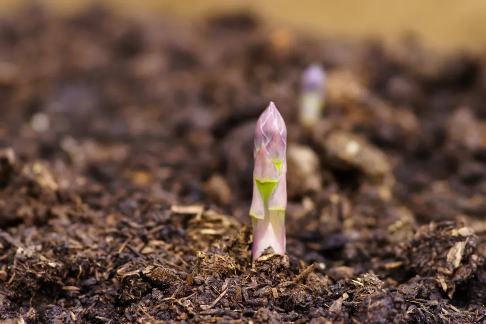 Perennial asparagus emerging from the soil