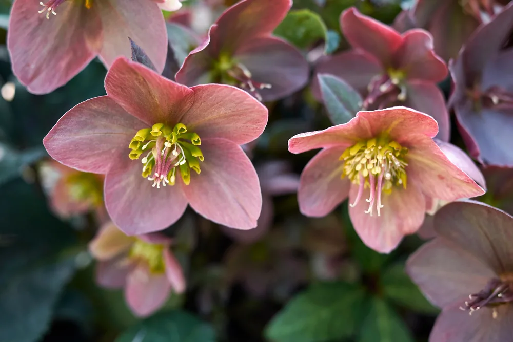 Hellebore flowers in full bloom